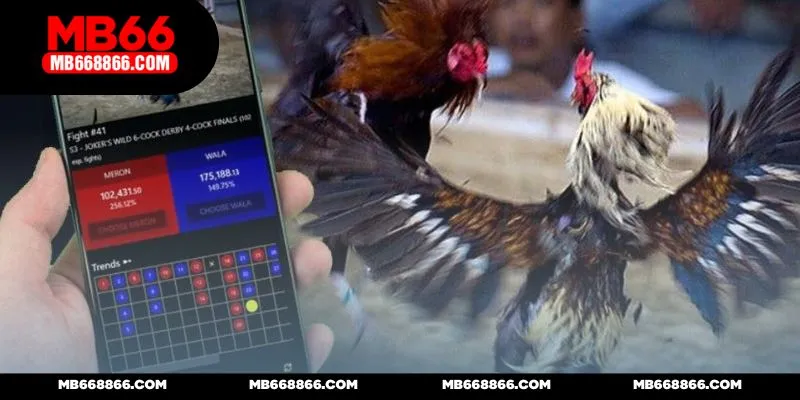 đá gà MB66